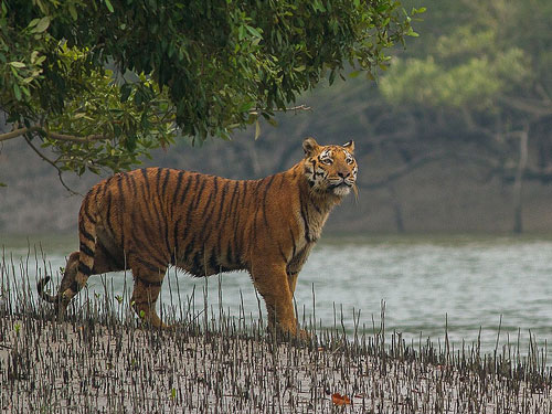 Kolkata with Sundarbans in 4 days