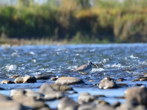 Rafting in Jia Bhoroli