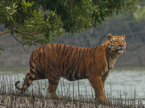 Sundarbans