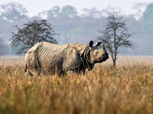 Tawang Bomdila with Kaziranga (8 Days)