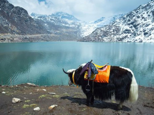 Yak Ride Tsomgo